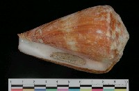 藏品(旗幟芋螺)的圖片